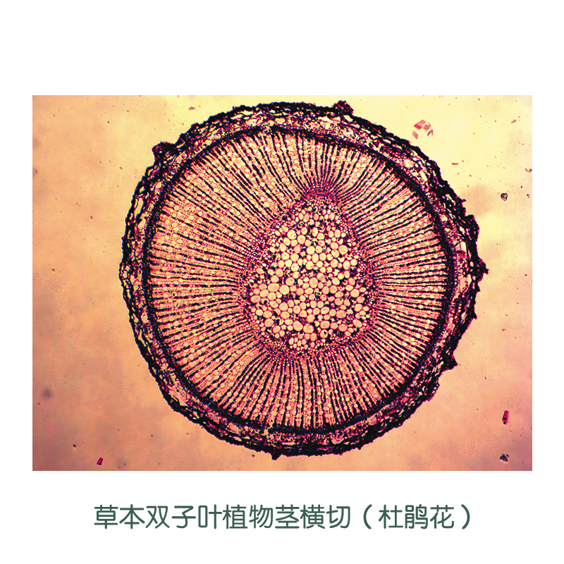 草本双子叶植物茎横切(杜鹃花)图片