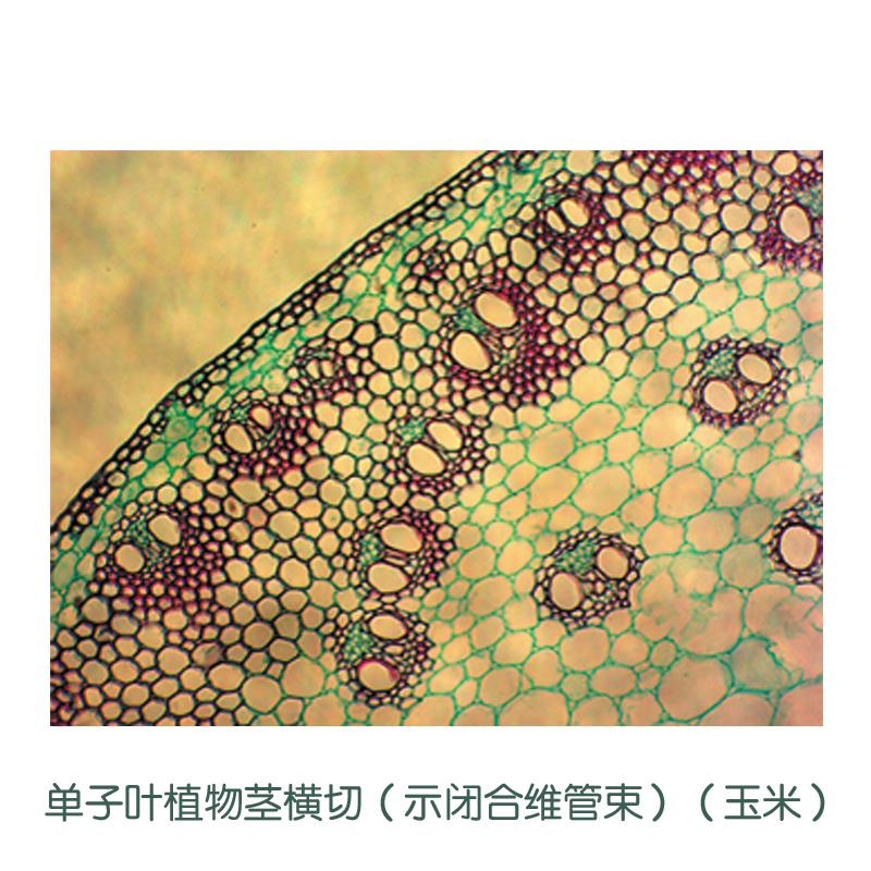 单子叶植物茎横切(示闭合维管束)(玉米)图片