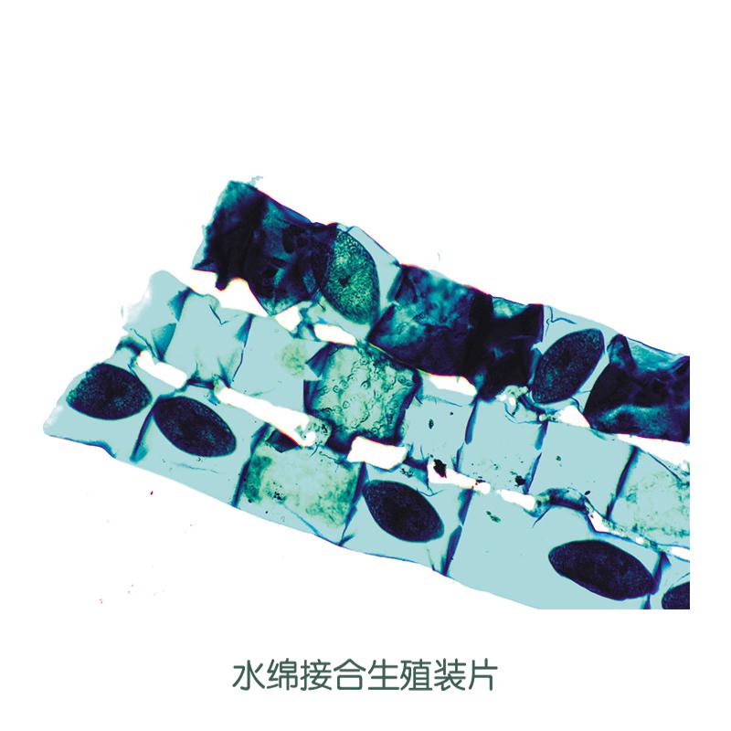 水绵接合生殖装片